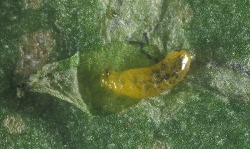 Larva of the American serpentine leafminer, Liriomyza trifolii (Burgess), exposed from a mine in a squash (?) leaf. 