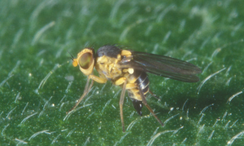 Adult American serpentine leafminer, Liriomyza trifolii (Burgess). 