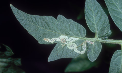 Mine in tomato leaf caused by Liriomyza leafminer.