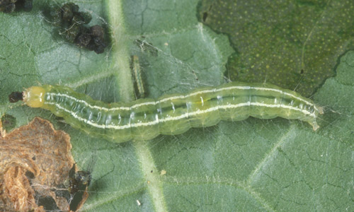 Mature larva of melonworm, Diaphania hyalinata Linnaeus. 
