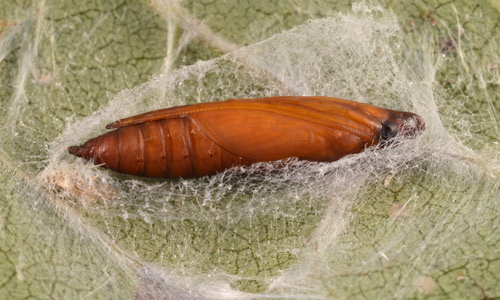 Pupa after cocoon has been cut to reveal the developing moth.