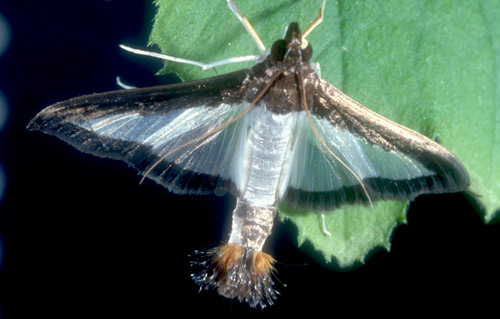 Adult melonworm moth, Diaphania hyalinata Linnaeus. 