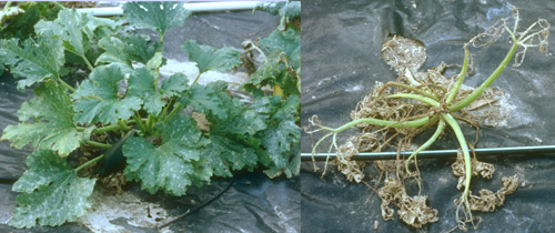 Defoliation of young squash plant by larvae of the melonworm, Diaphania hyalinata Linnaeus.