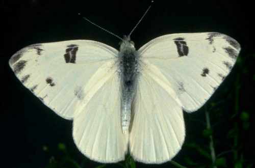 Adult male checkered white butterfly