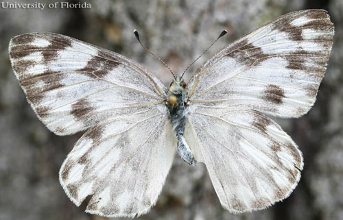 Adult female checkered white butterfly