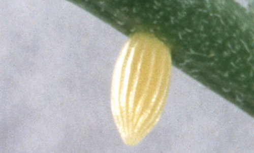 Egg of the checkered white butterfly