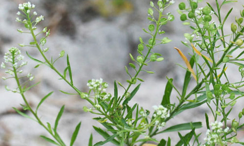 Virginia pepperweed, Lepidium virginicum L., a host of the checkered white buttefly, Pontia protodice (Boisduval & Leconte). 