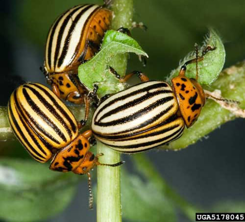 Colorado potato beetles