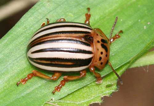 Adult false potato beetle
