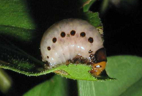 Larva of the false potato beetle