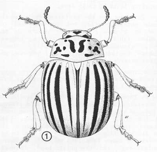 Comparisons of the elytrons of adult Colorado potato beetle a