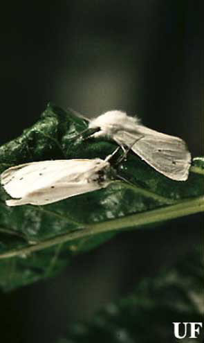 Adult saltmarsh caterpillars, Estigmene acrea (Drury). 