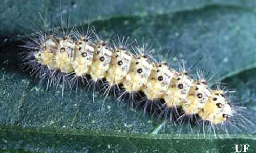 Young saltmarsh caterpillar, Estigmene acrea (Drury).