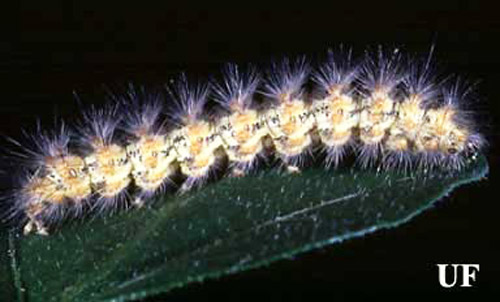 Intermediate stage of the saltmarsh caterpillar, Estigmene acrea (Drury). 