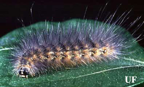 Mature saltmarsh caterpillar, Estigmene acrea (Drury). 