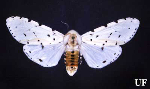 Adult female saltmarsh caterpillar, Estigmene acrea (Drury). 