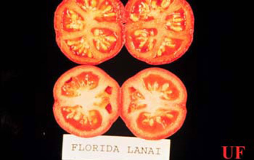 'Florida Lanai' cherry tomato showing internal symptoms of Bemisia-induced tomato irregular ripening disorder (bottom) and control fruit from uninfested plant (top). (Bemisia = sweetpotato whitefly B biotype, Bemisia tabaci (Gennadius), or silverleaf whitefly, Bemisia argentifolii Bellows & Perring).