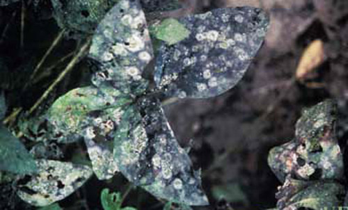 Sooty mold developing on soybean leaves covered with Bemisia honeydew. (Bemisia = sweetpotato whitefly B biotype, Bemisia tabaci (Gennadius), or silverleaf whitefly, Bemisia argentifolii Bellows & Perring). 