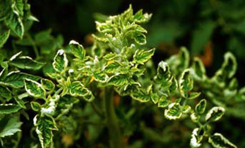 Tomato foliage showing characteristic yellowing and leaf curling associated with infection by Bemisia-vectored tomato yellow leaf curl virus. (Bemisia = sweetpotato whitefly B biotype, Bemisia tabaci (Gennadius), or silverleaf whitefly, Bemisia argentifolii Bellows & Perring).