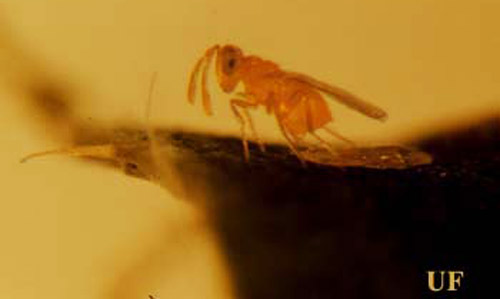 Parasitoid in the Eretmocerus genus parasitizing a Bemisia nymph (Bemisia = sweetpotato whitefly B biotype, Bemisia tabaci (Gennadius), or silverleaf whitefly, Bemisia argentifolii Bellows & Perring).