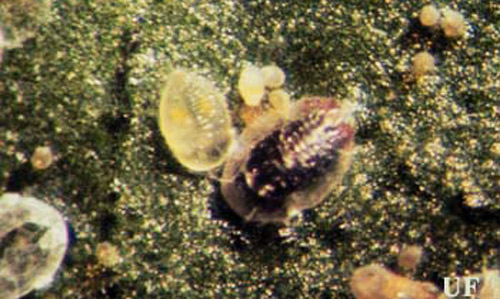 Black pupal case of Encarsia transvena within body of Bemisia nymph. (Bemisia = sweetpotato whitefly B biotype, Bemisia tabaci (Gennadius), or silverleaf whitefly, Bemisia argentifolii Bellows & Perring). 