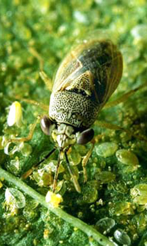 Adult bigeyed bug (Geocoris sp.) feeding on Bemisia nymphs (Bemisia = sweetpotato whitefly B biotype, Bemisia tabaci (Gennadius), or silverleaf whitefly, Bemisia argentifolii Bellows & Perring). 