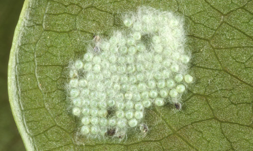 Eggs of southern armyworm, Spodoptera eridania (Stoll).