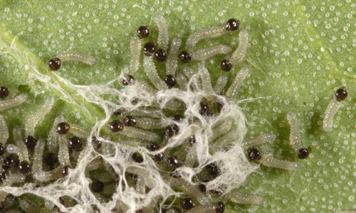 Southern armyworm, Spodoptera eridania (Stoll), neonate (newly hatched) larvae on tomato.