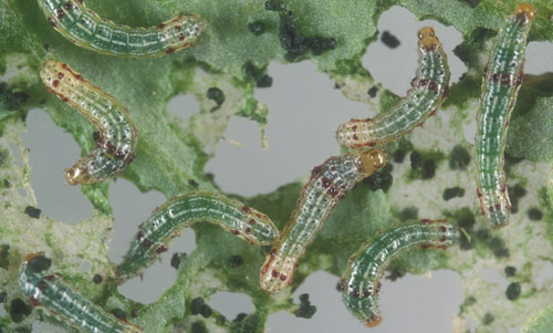 Southern armyworm, Spodoptera eridania (Cramer), second and third instar larvae on tomato.