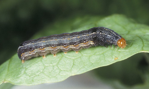 Late instar larva (dark form) of the southern armyworm, Spodoptera eridania (Stoll).