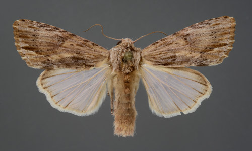 Adult of the southern armyworm, Spodoptera eridania (Stoll)