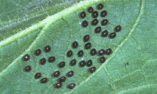 Cluster of squash bug eggs, Anasa tristis (DeGeer). 