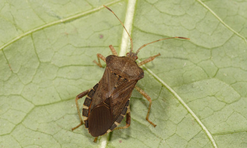 Anasa scorbutica (Fabricius).