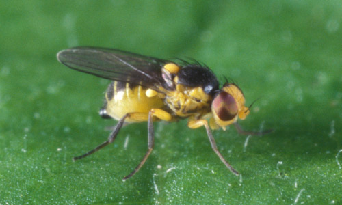 Adult of the American serpentine leafminer, Liriomyza trifolii (Burgess).