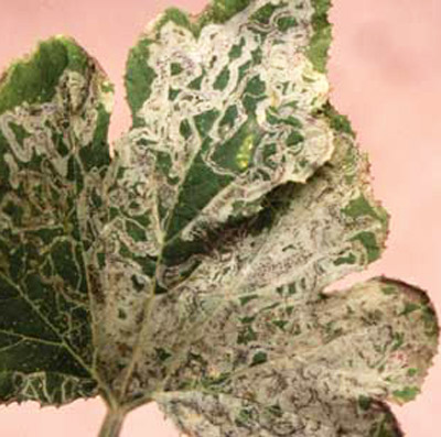 Mines in squash leaf caused by Liriomyza leafminers.
