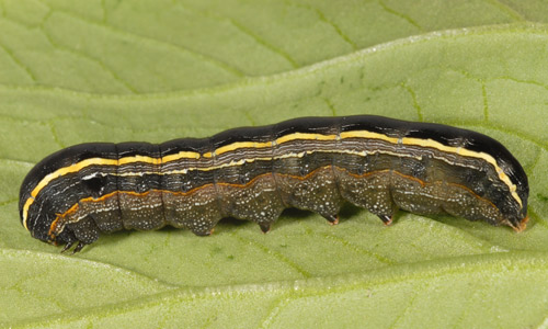 Lateral view of a larva of the yellowstriped armyworm, Spodoptera ornithogalli (Guenée). 