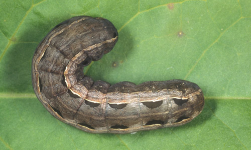 Larva of the western yellowstriped armyworm, Spodoptera praefica Grote. 