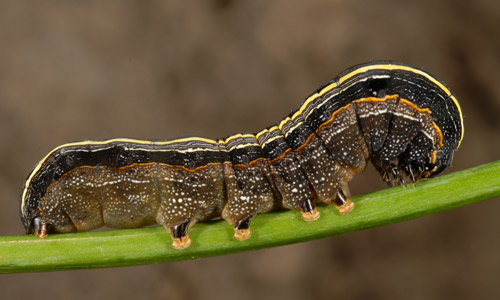 Dorsal view of a larva of the yellowstriped armyworm, Spodoptera ornithogalli (Guenée). 
