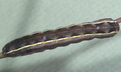 Dorsal view of a larva of the yellowstriped armyworm, Spodoptera ornithogalli (Guenée).