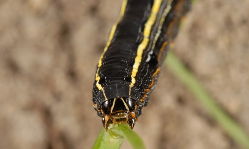 Face of the yellowstriped armyworm, Spodoptera ornithogalli (Guenée) showing an inverted V