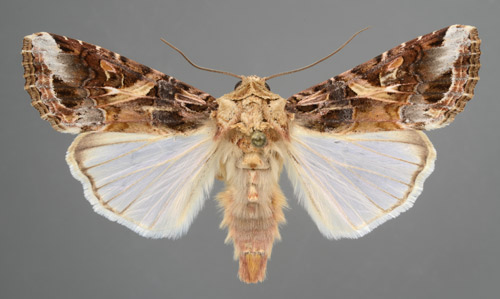 Adult yellowstriped armyworm, Spodoptera ornithogalli (Guenée)