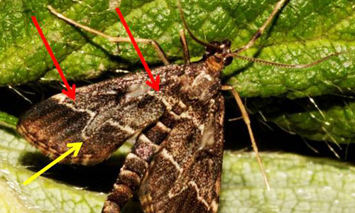 Adult European pepper moth, Duponchelia fovealis (Zeller), showing two identification features: yellowish-white transverse lines (red arrows) and pronounced "finger" (yellow arrow) that points towards the back edge of the wing.