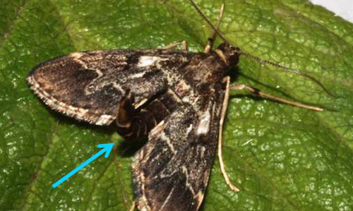 Adult male European pepper moth, Duponchelia fovealis (Zeller), showing upcurved abdomen. 