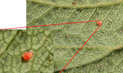Egg of the European pepper moth, Duponchelia fovealis (Zeller), laid singly on leaf. 