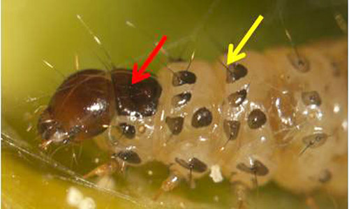 Larva of the European pepper moth, Duponchelia fovealis (Zeller), showing the hard dorsal plate (red arrow) and a hair (yellow arrow) emerging from one of the brown spots.