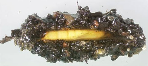 Cocoon and pupa of the European pepper moth, Duponchelia fovealis (Zeller). A portion of the cocoon was removed to expose the pupa.