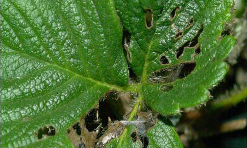 Feeding damage to strawberry leaves caused by larvae of the European pepper