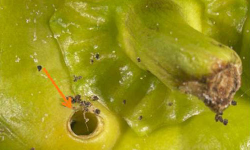 Damage to pepper (arrow points to burrowing hole) due to feeding by larvae of