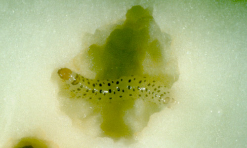 Young pickleworm larva, Diaphania nitidalis (Stoll), burrowing in cucumber.