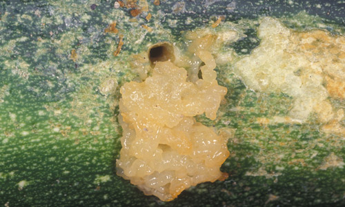 Evidence of pickleworm, Diaphania nitidalis (Stoll), feeding on squash. Note that the fecal material is extruded from the tunnel where the larva is feeding. 
